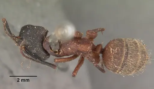 Camponotus chromaiodes specimen CASENT0102534 image casent0102534_1