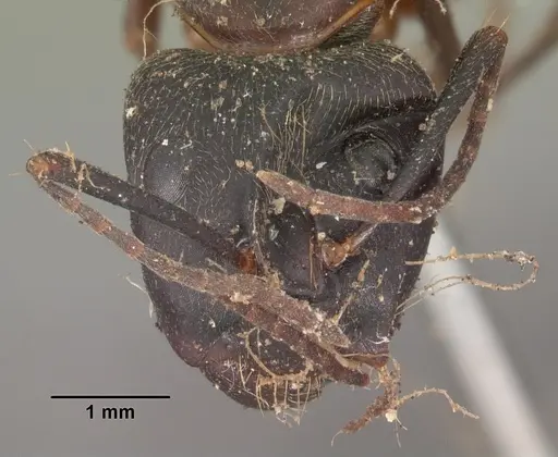 Camponotus chromaiodes specimen CASENT0102534 image casent0102534_2