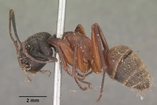 Camponotus chromaiodes specimen CASENT0102534 image casent0102534_3