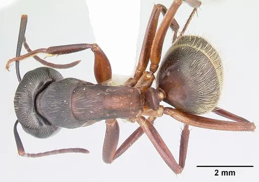 Camponotus chromaiodes specimen CASENT0104763 image casent0104763_1