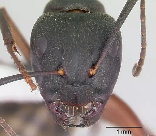 Camponotus chromaiodes specimen CASENT0104763 image casent0104763_2