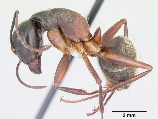 Camponotus chromaiodes specimen CASENT0104763 image casent0104763_3