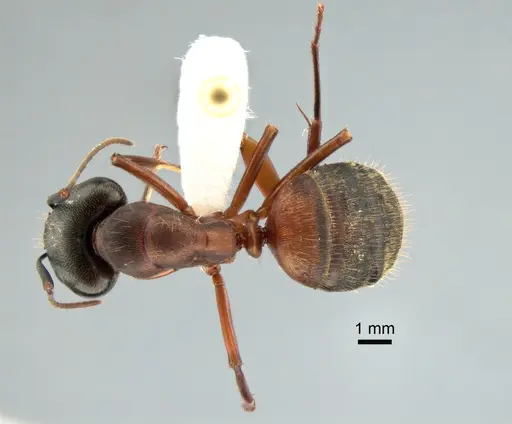 Camponotus chromaiodes specimen CASENT0221022 image casent0221022_1