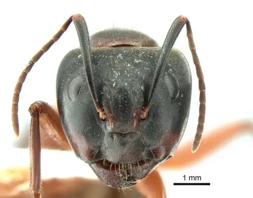Camponotus chromaiodes specimen CASENT0221022 image casent0221022_2