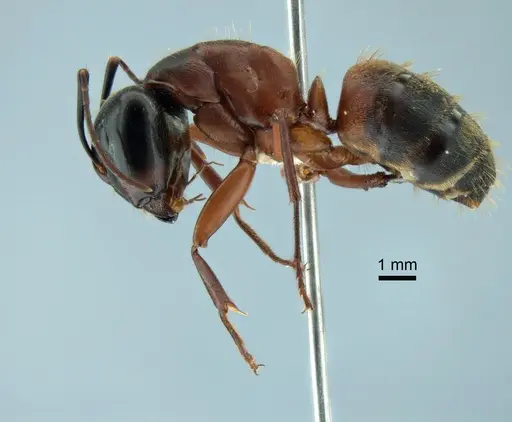 Camponotus chromaiodes specimen CASENT0221022 image casent0221022_3
