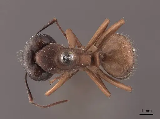 Camponotus chromaiodes specimen FMNHINS0000045774 image fmnhins0000045774_1
