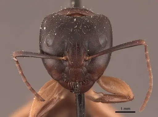 Camponotus chromaiodes specimen FMNHINS0000045774 image fmnhins0000045774_2