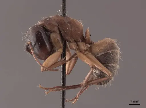 Camponotus chromaiodes specimen FMNHINS0000045774 image fmnhins0000045774_3