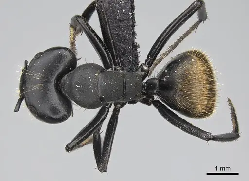 Camponotus chrysurus specimen CASENT0066907 image casent0066907_1
