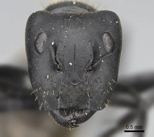 Camponotus chrysurus specimen CASENT0066907 image casent0066907_2