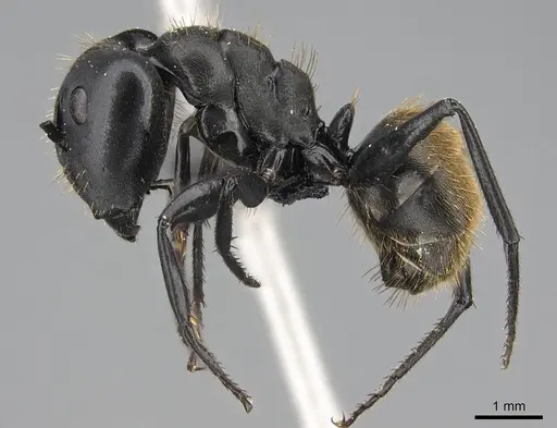 Camponotus chrysurus specimen CASENT0066907 image casent0066907_3