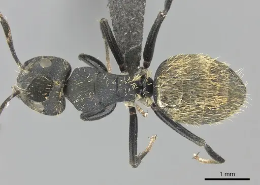 Camponotus chrysurus specimen CASENT0235412 image casent0235412_1