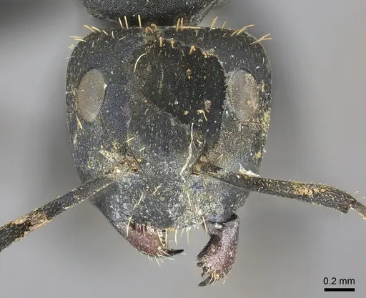 Camponotus chrysurus specimen CASENT0235412 image casent0235412_2