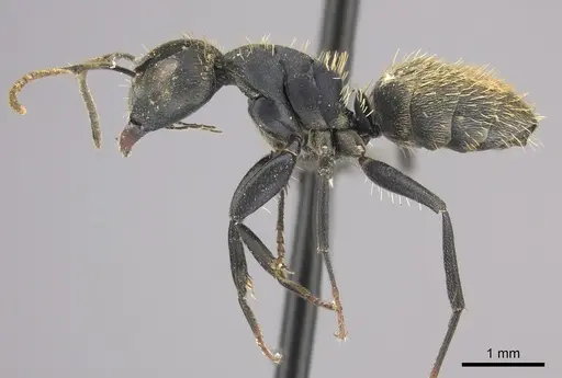 Camponotus chrysurus specimen CASENT0235412 image casent0235412_3