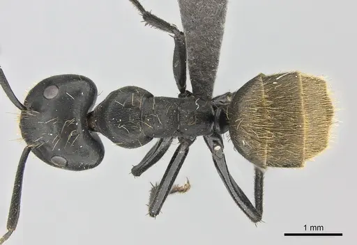 Camponotus chrysurus specimen CASENT0235417 image casent0235417_1