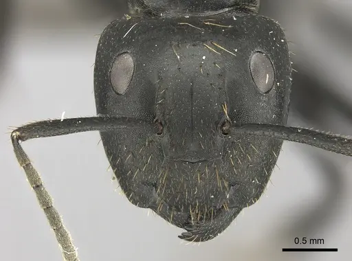 Camponotus chrysurus specimen CASENT0235417 image casent0235417_2