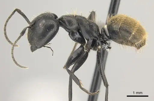 Camponotus chrysurus specimen CASENT0235417 image casent0235417_3