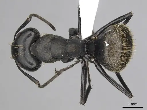 Camponotus chrysurus specimen CASENT0316939 image casent0316939_1