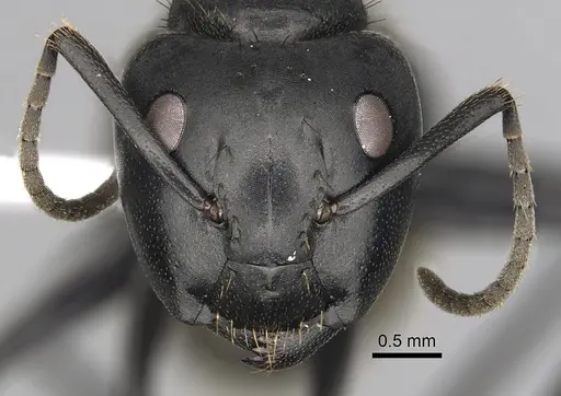 Camponotus chrysurus specimen CASENT0316939 image casent0316939_2
