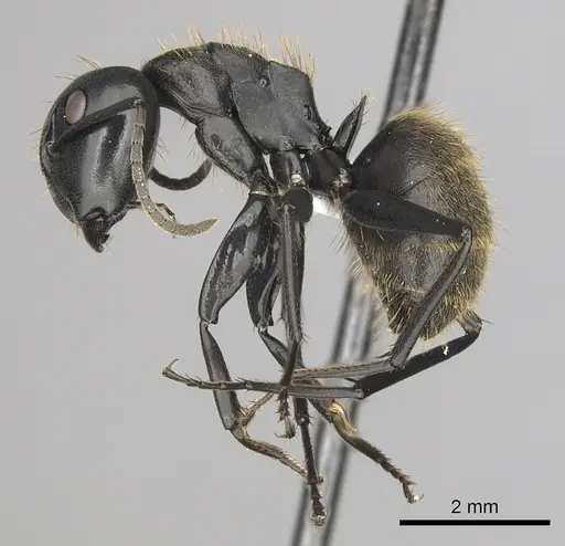 Camponotus chrysurus specimen CASENT0316939 image casent0316939_3