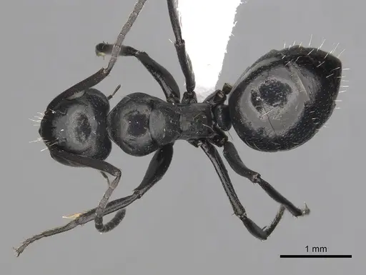 Camponotus chrysurus specimen CASENT0316940 image casent0316940_1