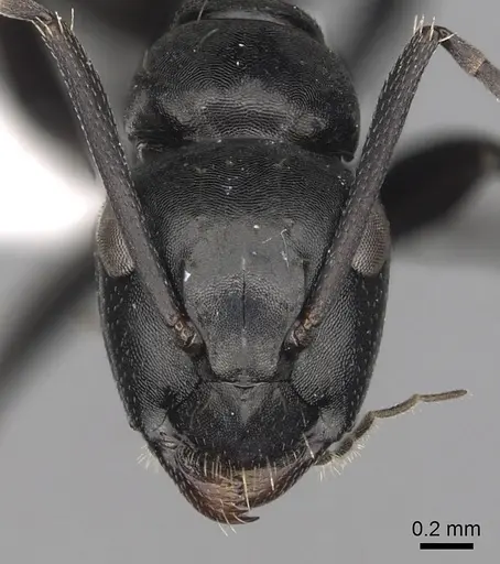 Camponotus chrysurus specimen CASENT0316940 image casent0316940_2