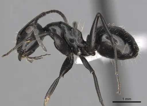Camponotus chrysurus specimen CASENT0316940 image casent0316940_3