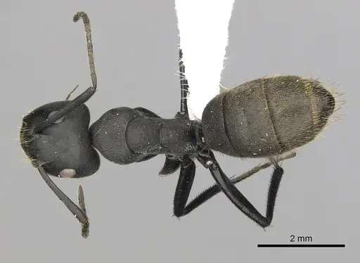 Camponotus chrysurus specimen CASENT0408436 image casent0408436_1