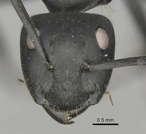 Camponotus chrysurus specimen CASENT0408436 image casent0408436_2