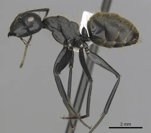 Camponotus chrysurus specimen CASENT0408436 image casent0408436_3