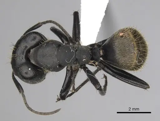 Camponotus chrysurus specimen CASENT0415769 image casent0415769_1