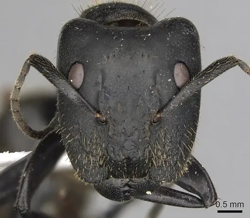 Camponotus chrysurus specimen CASENT0415769 image casent0415769_2