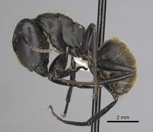 Camponotus chrysurus specimen CASENT0415769 image casent0415769_3