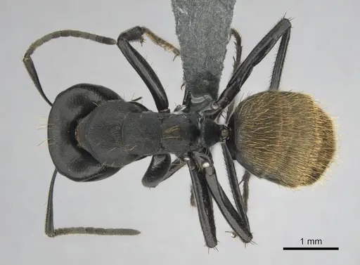 Camponotus chrysurus specimen CASENT0814678 image casent0814678_1