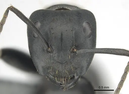 Camponotus chrysurus specimen CASENT0814678 image casent0814678_2