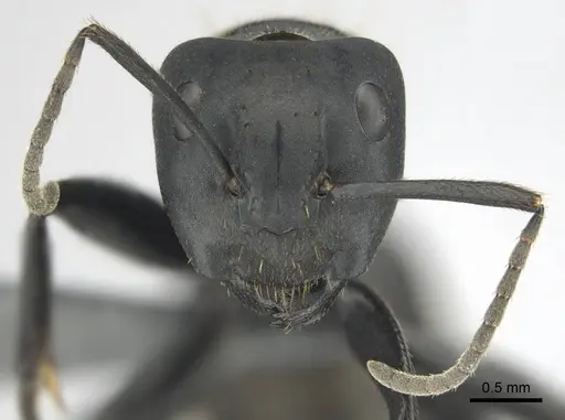 Camponotus chrysurus specimen CASENT0814678 image casent0814678_3