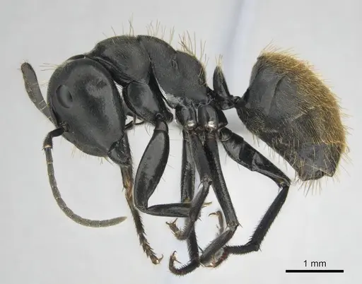 Camponotus chrysurus specimen CASENT0814678 image casent0814678_4