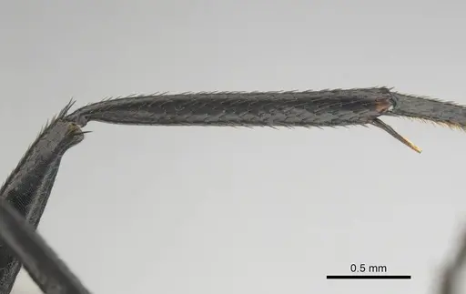 Camponotus chrysurus specimen CASENT0814678 image casent0814678_5