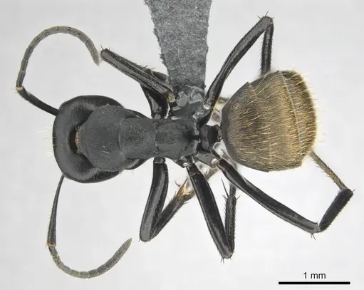 Camponotus chrysurus specimen CASENT0814679 image casent0814679_1
