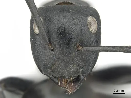 Camponotus chrysurus specimen CASENT0814679 image casent0814679_2