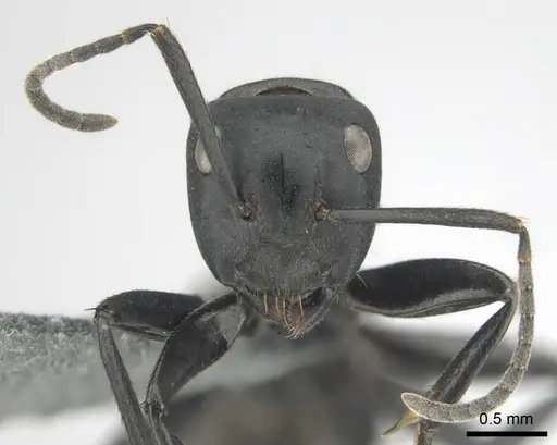 Camponotus chrysurus specimen CASENT0814679 image casent0814679_3