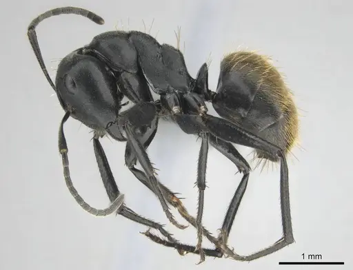 Camponotus chrysurus specimen CASENT0814679 image casent0814679_4