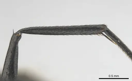 Camponotus chrysurus specimen CASENT0814679 image casent0814679_5