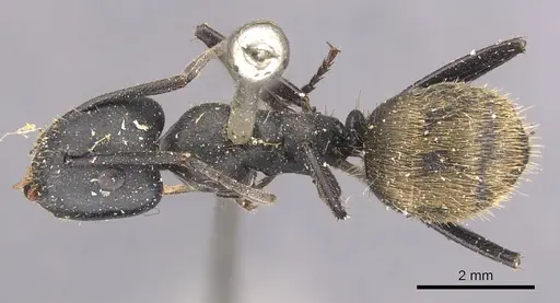 Camponotus chrysurus specimen CASENT0905421 image casent0905421_1