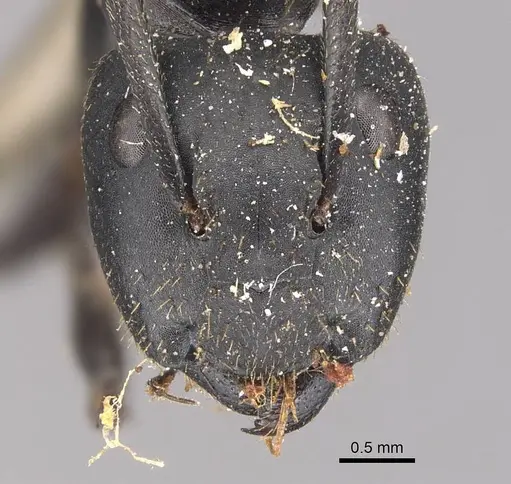 Camponotus chrysurus specimen CASENT0905421 image casent0905421_2