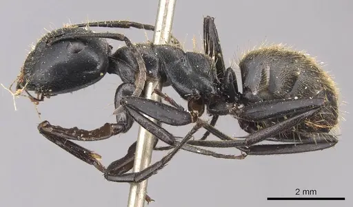Camponotus chrysurus specimen CASENT0905421 image casent0905421_3
