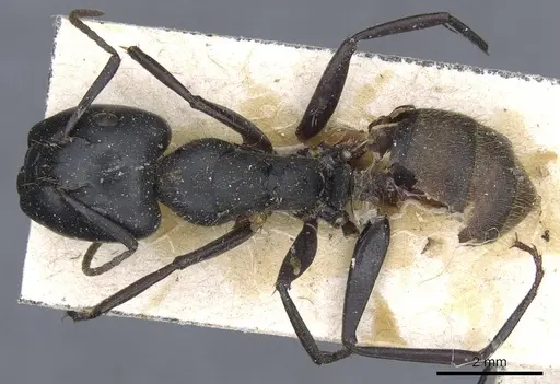 Camponotus chrysurus specimen CASENT0905446 image casent0905446_1