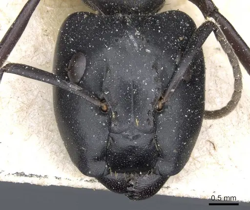 Camponotus chrysurus specimen CASENT0905446 image casent0905446_2