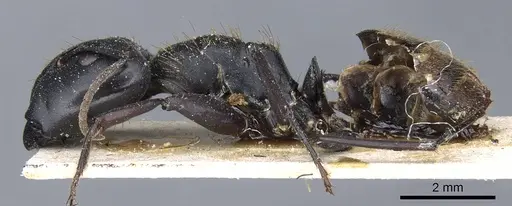Camponotus chrysurus specimen CASENT0905446 image casent0905446_3