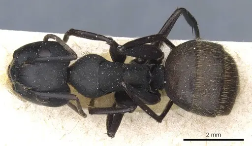 Camponotus chrysurus specimen CASENT0905447 image casent0905447_1